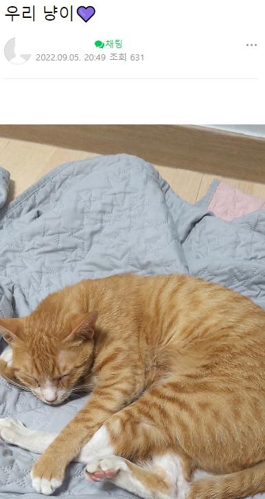 태풍 오는데 고양이 유기한 캣맘 근황