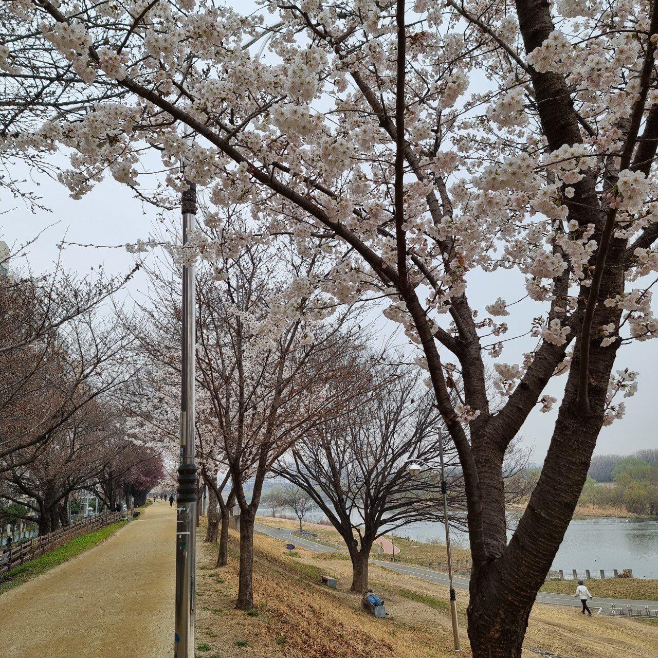 아직도 벚꽃구경 못한사람 있읍니까:)