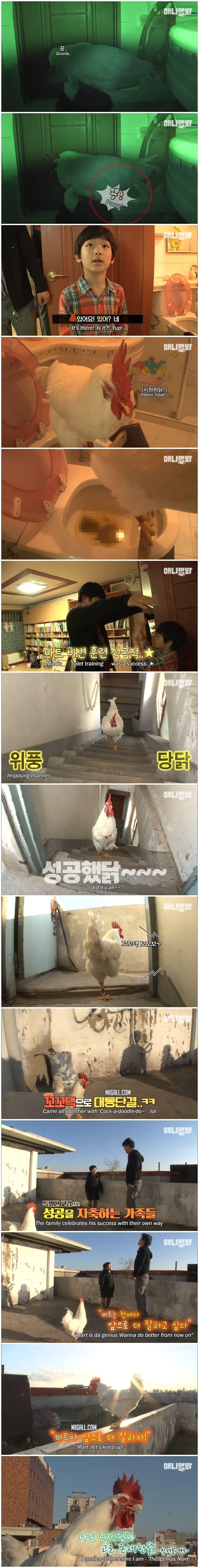 닭이 지능 낮다는 편견
