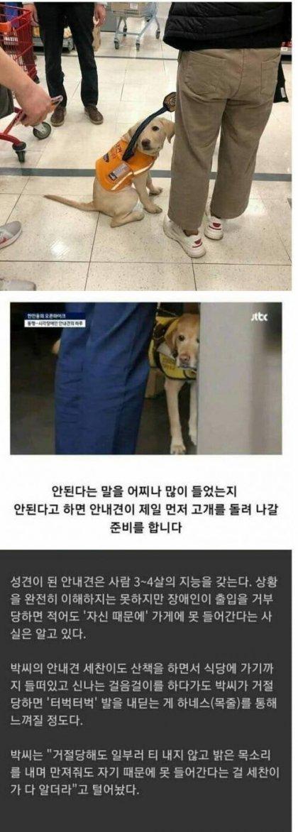 모든 게 자기 탓인 줄 아는 안내견