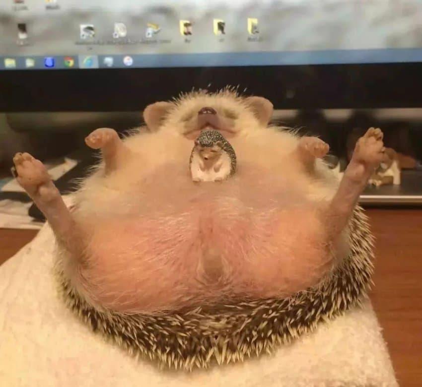 고슴카스