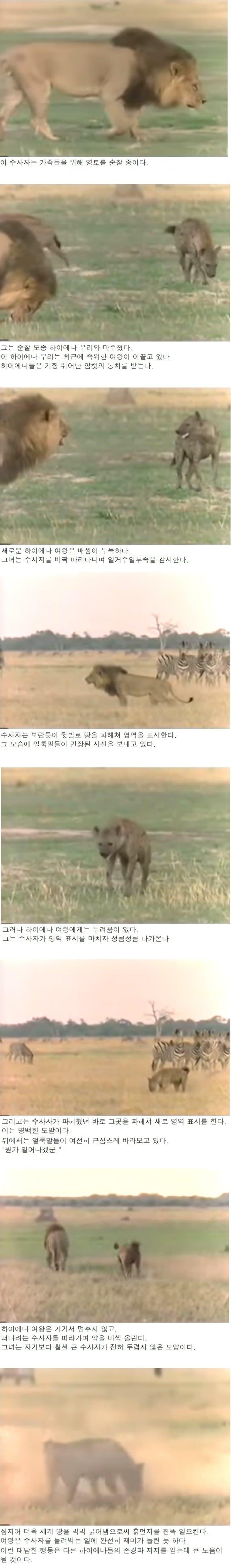 하이에나들의 여왕이 하는일.. jpg