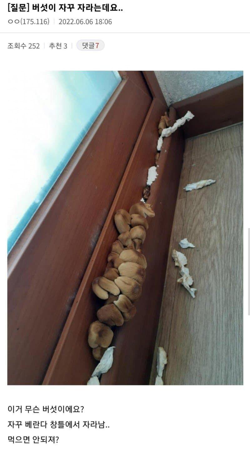 집에서 버섯이 자꾸 자라나요