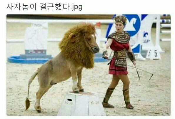사자가 결근을 했다..