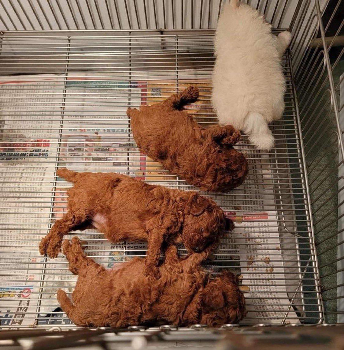 치킨 좋아함?