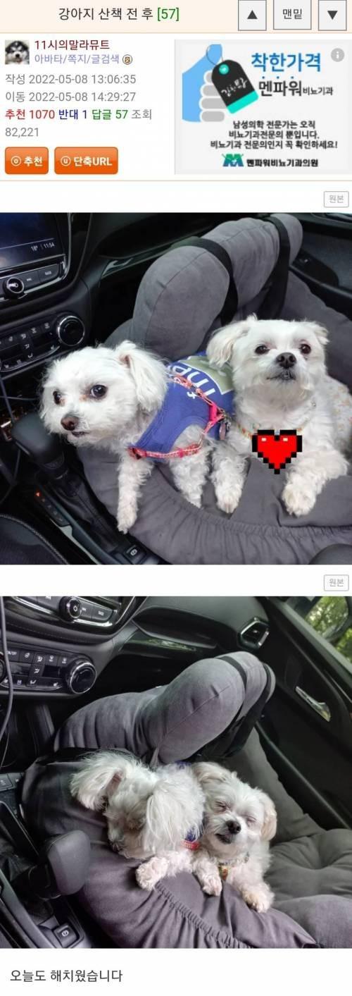 누가 봐도 확실한 강아지 산책 전 후 차이