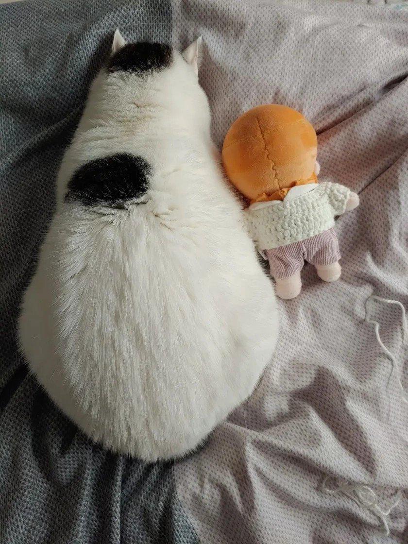 고양이들이 코박고 자는 이유.jpg