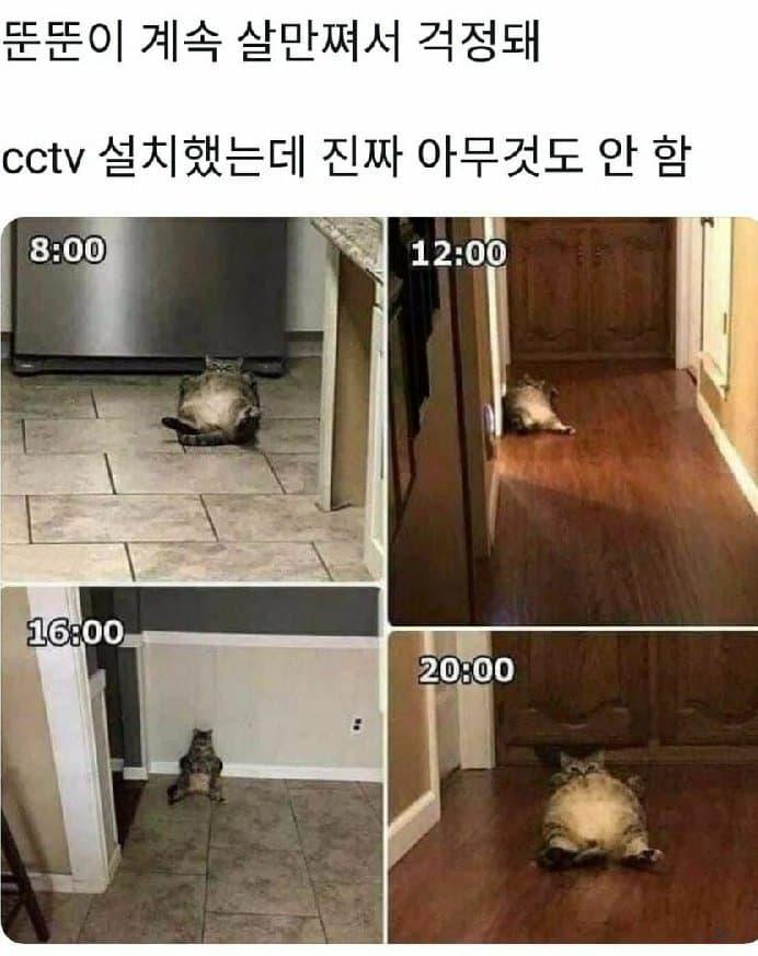 냥이 계속 살쪄서 cctv 설치해봤다