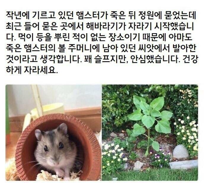 인터넷의 햄스터 이야기
