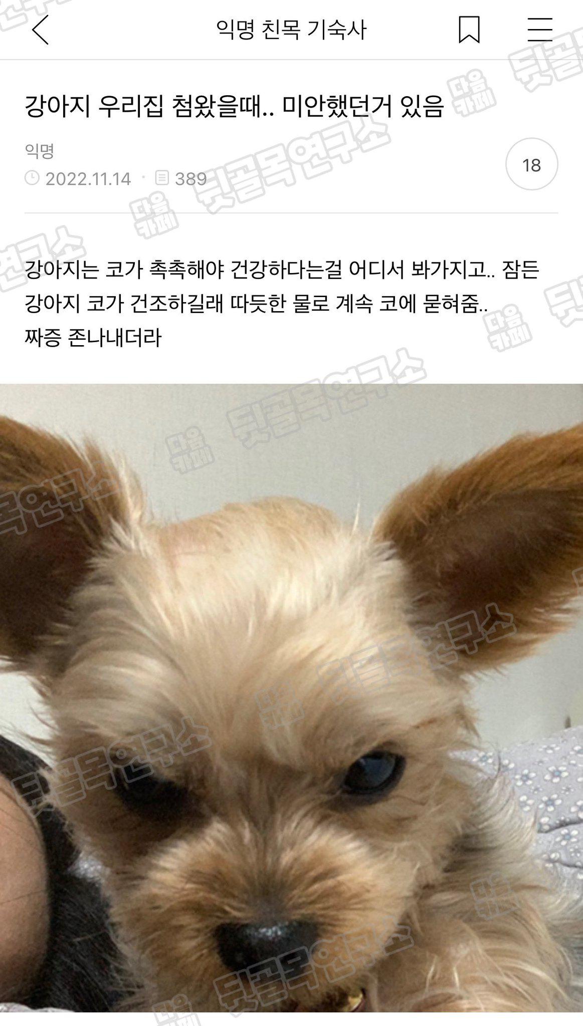 강아지 코는 촉촉해야 건강하다며