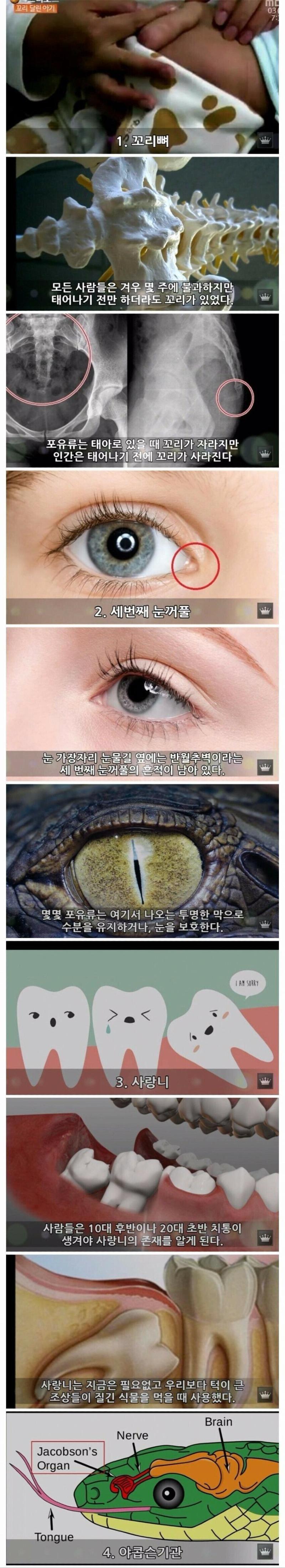 인류의 몸에 남은 10가지 진화의 흔적들