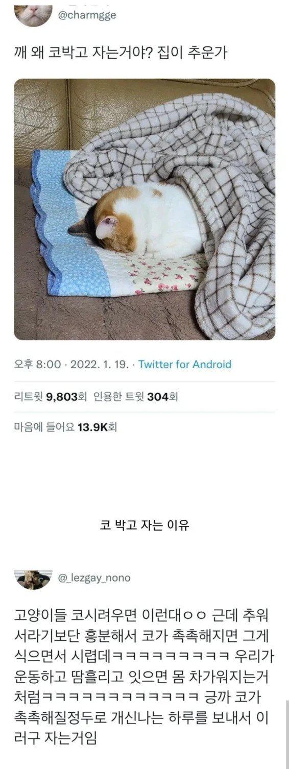 고양이들이 코박고 자는 이유.jpg