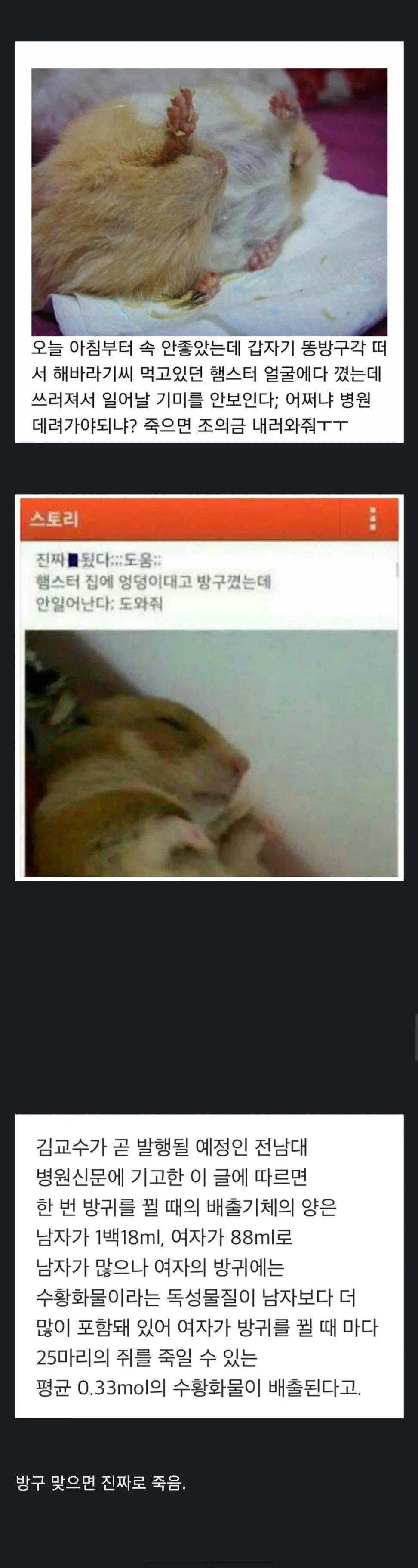 햄스터 코에 방구 뀌면