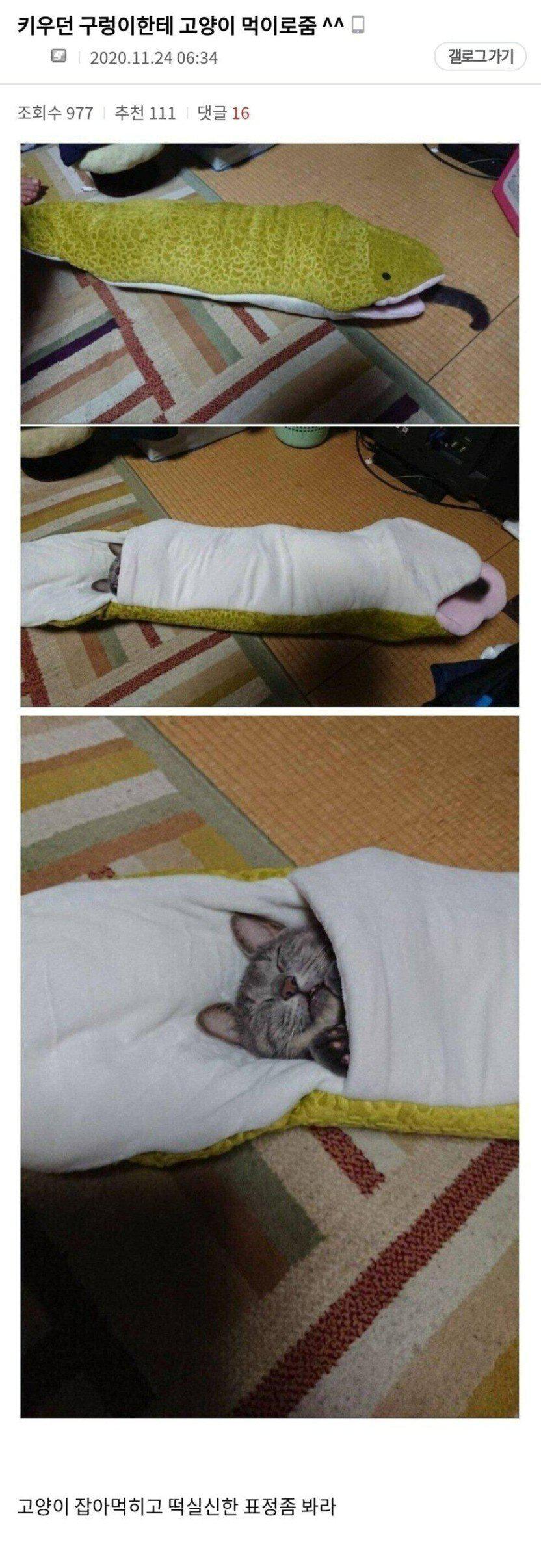 키우던 구렁이테 고양이 먹이로 줌