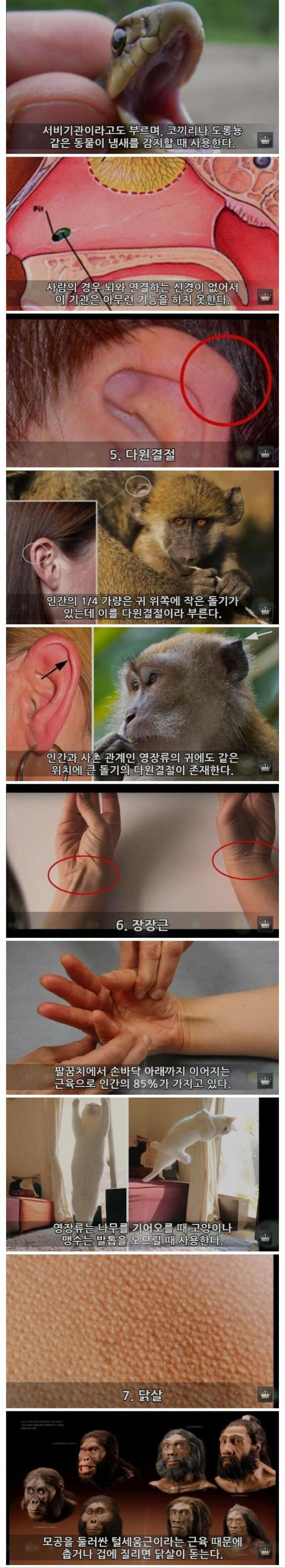 인류의 몸에 남은 10가지 진화의 흔적들