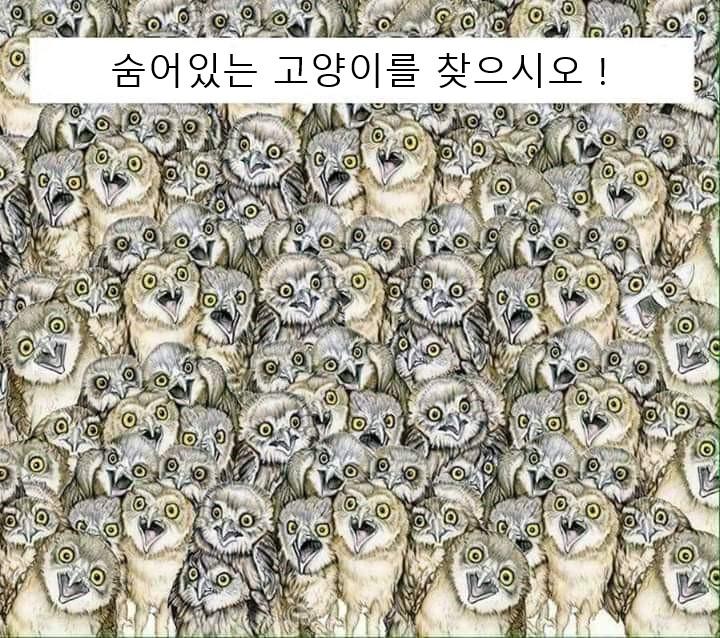 숨어있는 고양이 찾기 [난이도 상]