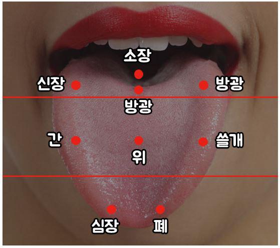 혀만 보면 다 알 수 있음