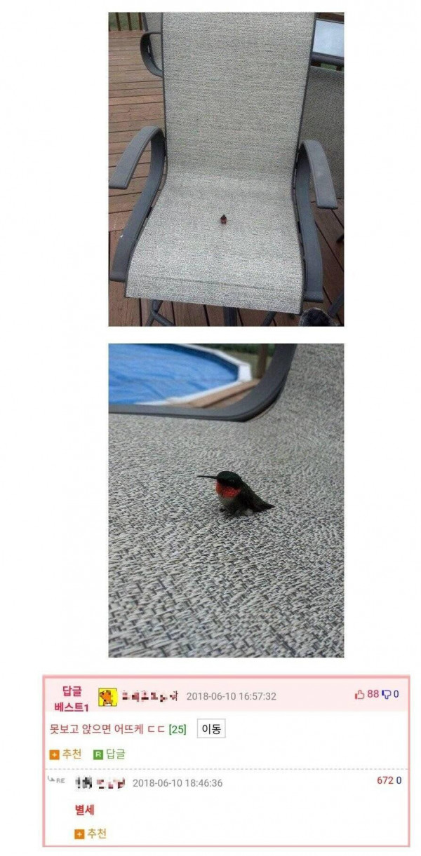 벌새 실제크기 체감
