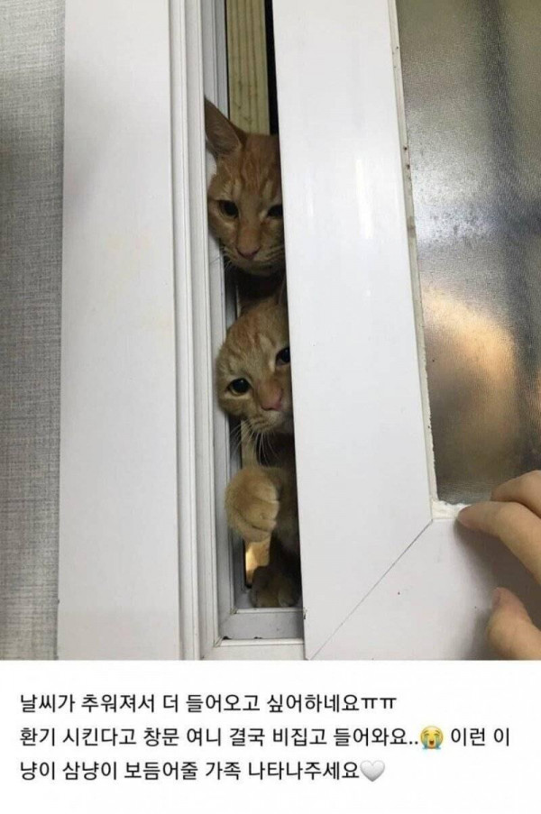 캣맘들이 가장 곤란할때..jpg