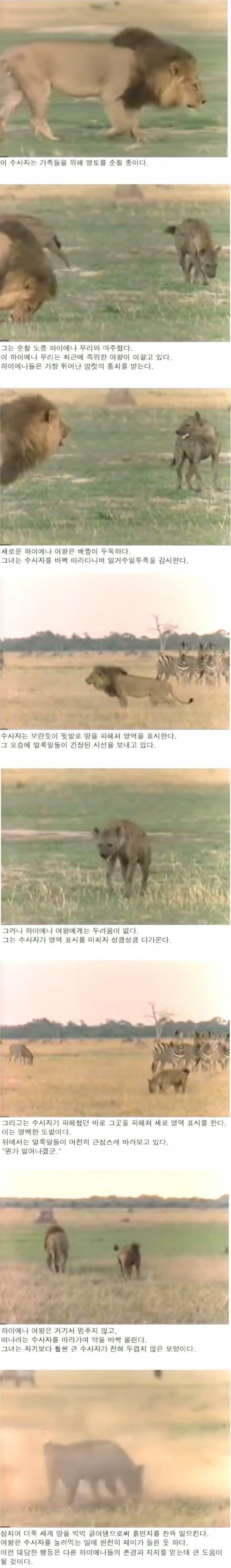하이에나들의 여왕이 하는일.. jpg