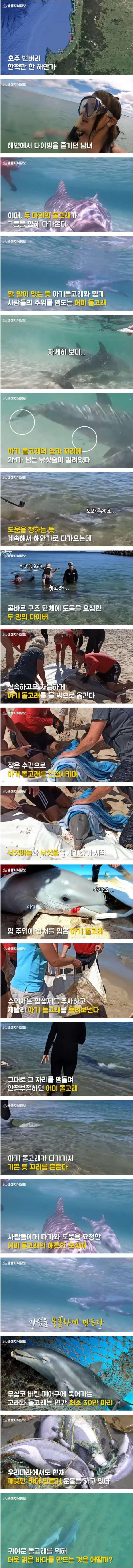 돌고래의 모성애