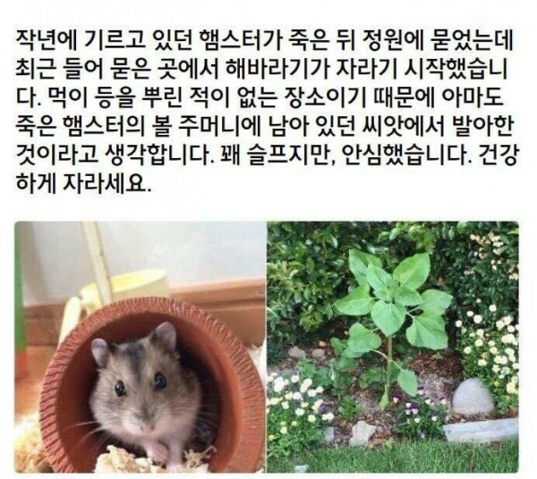 인터넷의 햄스터 이야기