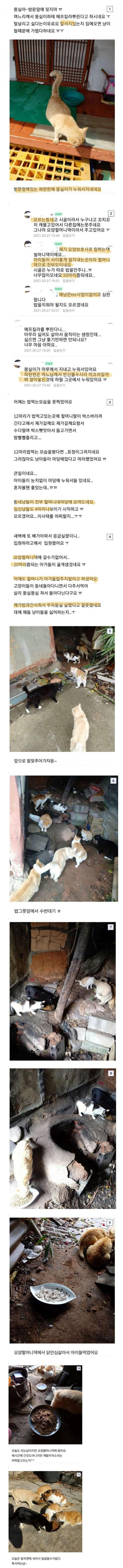 사탄도 포기한 캣맘 레전드