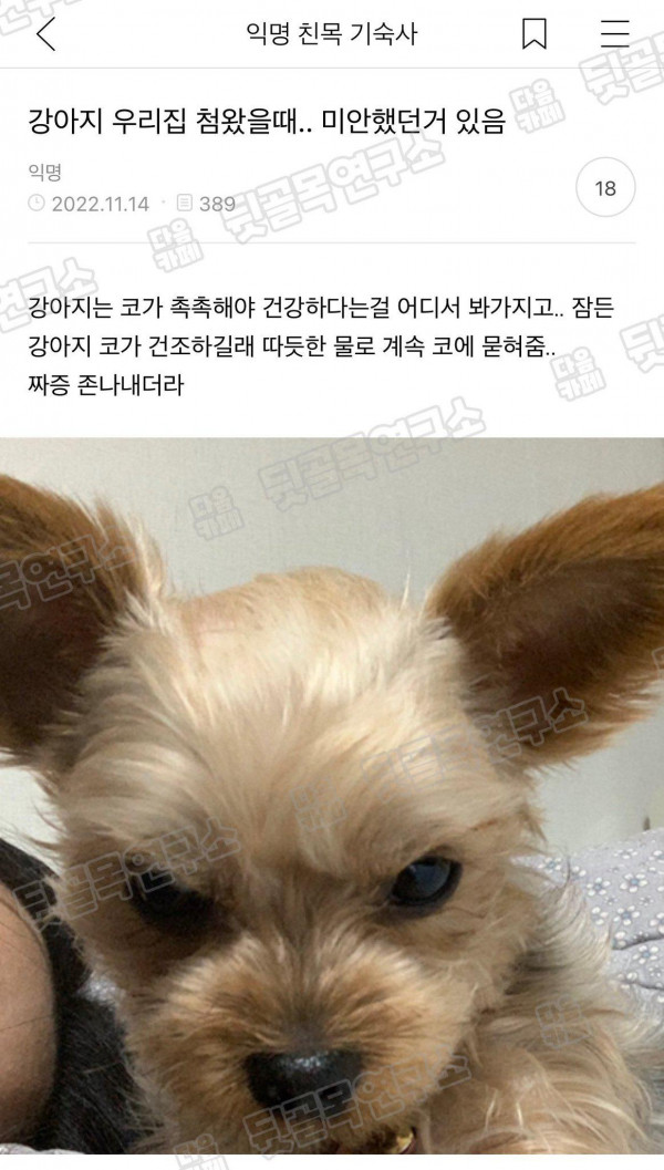 강아지 코는 촉촉해야 건강하다며