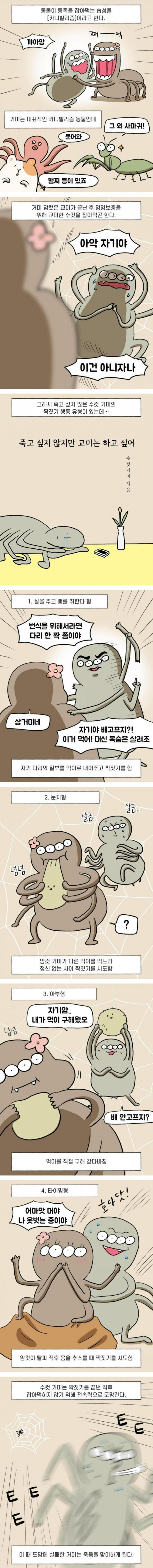 카니발리즘과 수컷의 생존