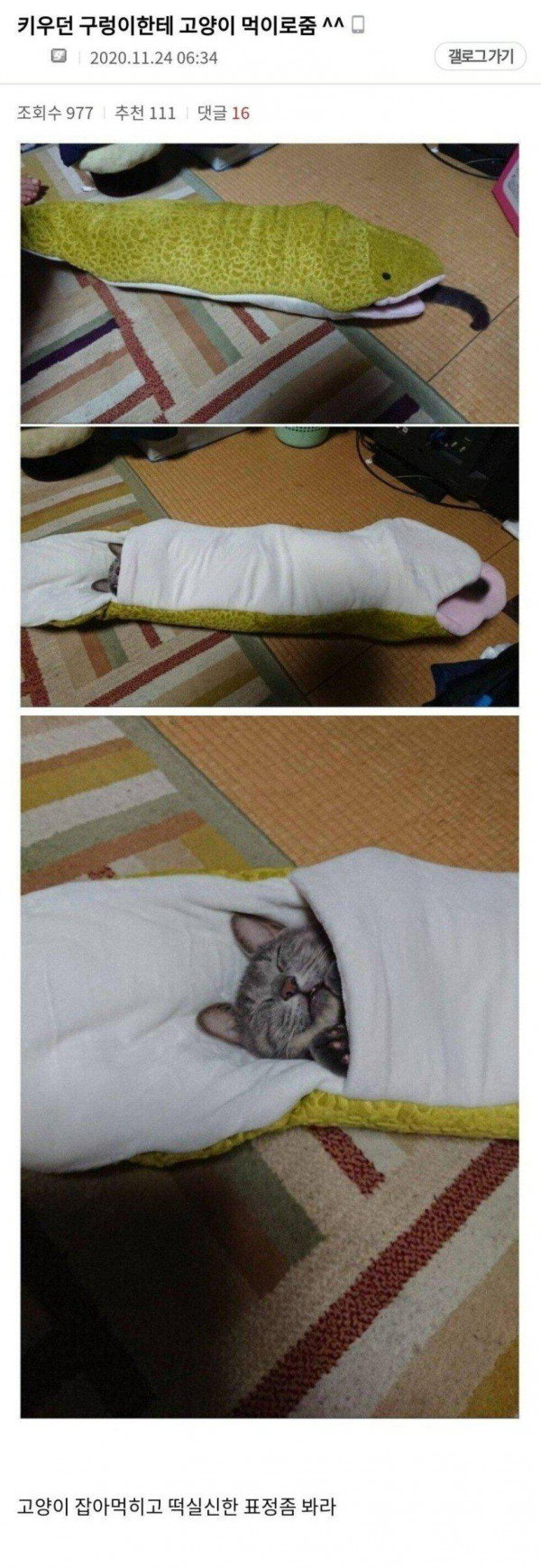 키우던 구렁이테 고양이 먹이로 줌