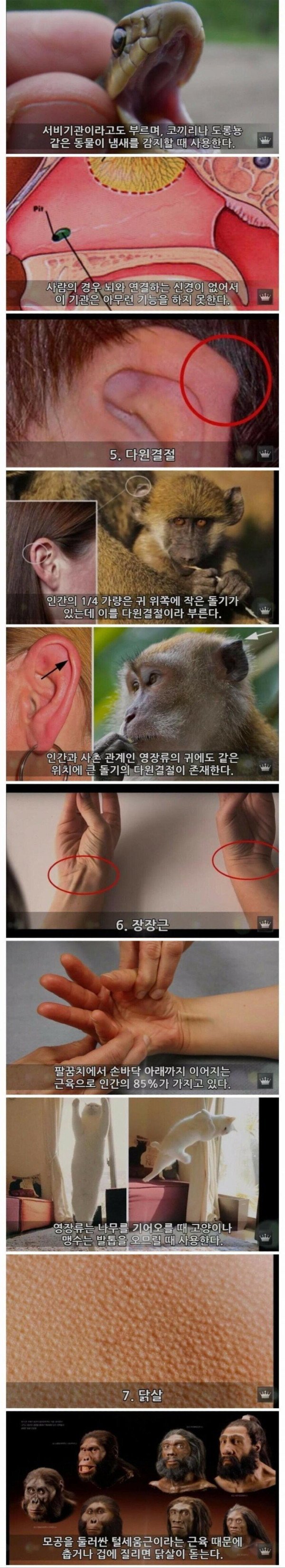 인류의 몸에 남은 10가지 진화의 흔적들